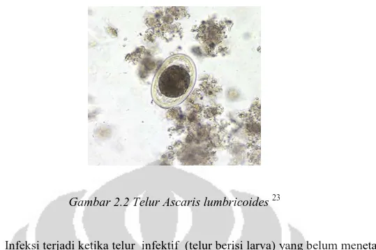 Gambar 2.2 Telur Ascaris lumbricoides  23