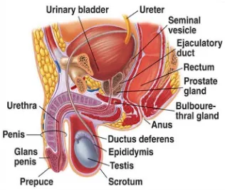 Gambar 2.1.Anatomi Sistem Reproduksi Pria ( dikutip dari Netter, 2006) 