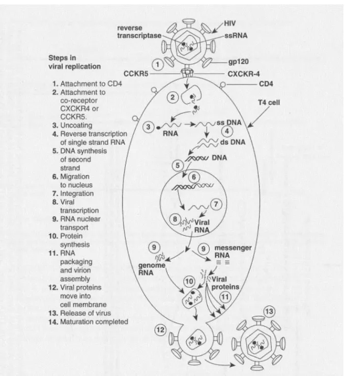 Gambar : pathogenesis virus hiv  (4)