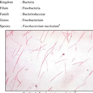 Gambar 1. Fusobacterium nucleatum6 