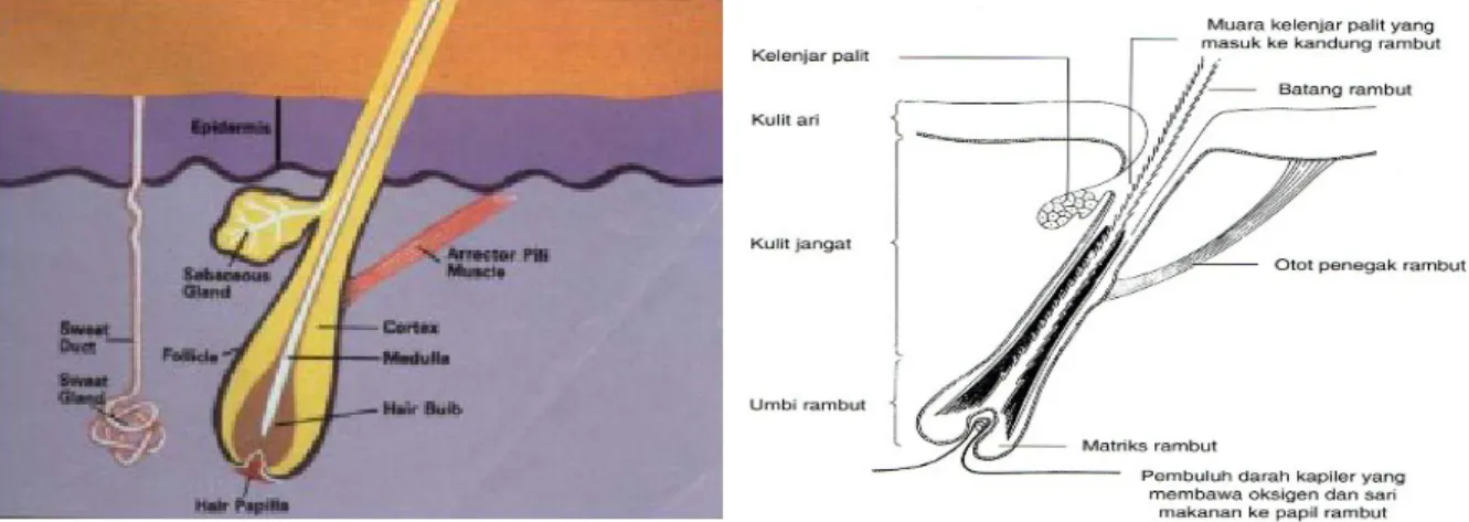 Gambar 1. Rambut 