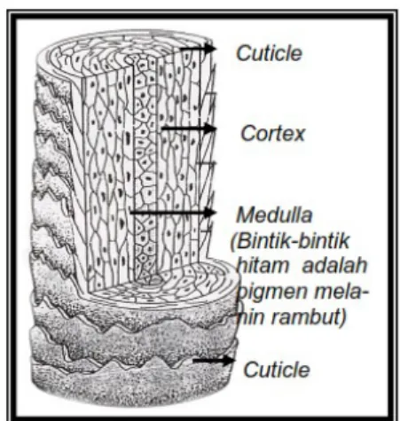 Gambar 2. Lapisan batang rambut
