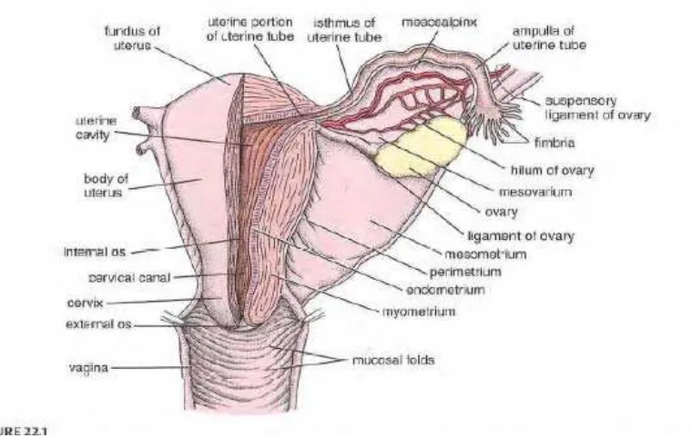 Gambar 2.3 Uterus dan Jaringan Adnexa (Dikutip dari Histologi A Text and Atlas 