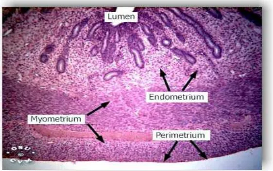 Gambar 2.4 Lapisan dinding uterus (Dikutip dari SOGC, 2008) 