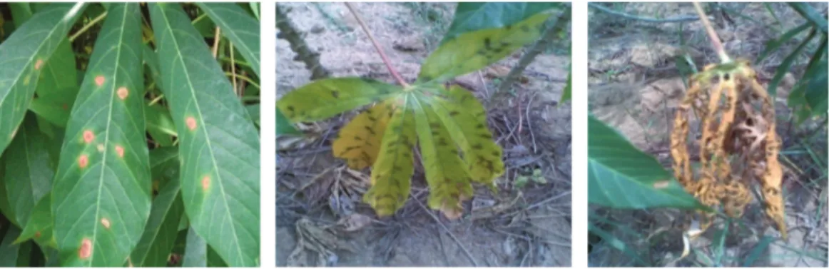 Gambar 21. Gejala penyakit bercak daun baur berupa bercak  berukuran besar dengan batas  yang tidak jelas (A), gejala  membentuk huruf V terbalik pada ujung daun (B).