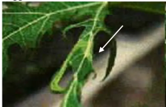 Gambar 5  Gejala malformasi oleh virus bercak cincin papaya  