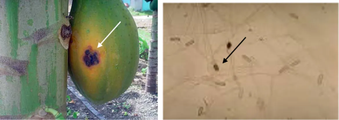 Gambar 1  Gejala srangan C. gloeosporioides  (kiri) dan mikroskopisnya (kanan)  2.  Bercak Daun Corynespora 