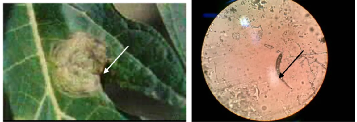 Gambar  2    Gejala  bercak  daun  C.  papayae  (kiri)  dan  gambar  mikroskopik    C