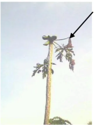 Gambar 3  Gejala penyakit bakteri E. papayae pada pohon pepaya  