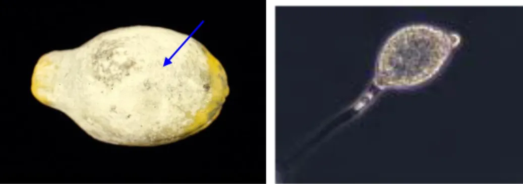 Gambar  4    Buah  pepaya  terserang  P.  palmivora  (kiri)  dan  mikroskopik  patogen    penyebab busuk akar dan pangkal batang