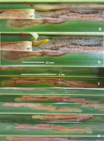 Table 2.  Feeding consumption of  P. cumingii larvae on coconut leaf. 