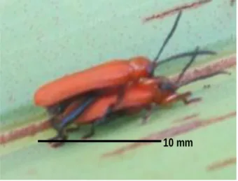 Figure 6.  Developmental  stage  of  P.  cumingii  pest    (a = first instar larvae ; b, c = second instar  larvae; d,e = third instar larvae; f = pupae; 