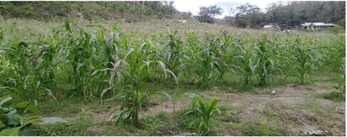 Gambar 10 Tanaman jagung yang tumbuh pada jenis tanah Aluvial 