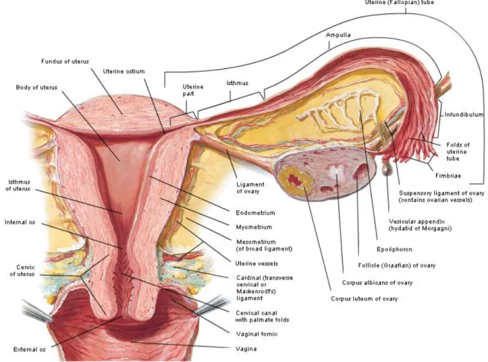 Gambar 1 : Anatomi Ovarium dan Tuba 