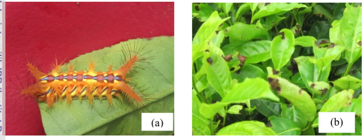 Gambar 5. Hama Ulat Api (a) dan Penyakit Cacar Daun Teh (b)