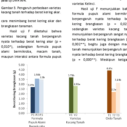 Gambar 3. Pengaruh perbedaan varietas kacang tanah terhadap berat kering akar. 