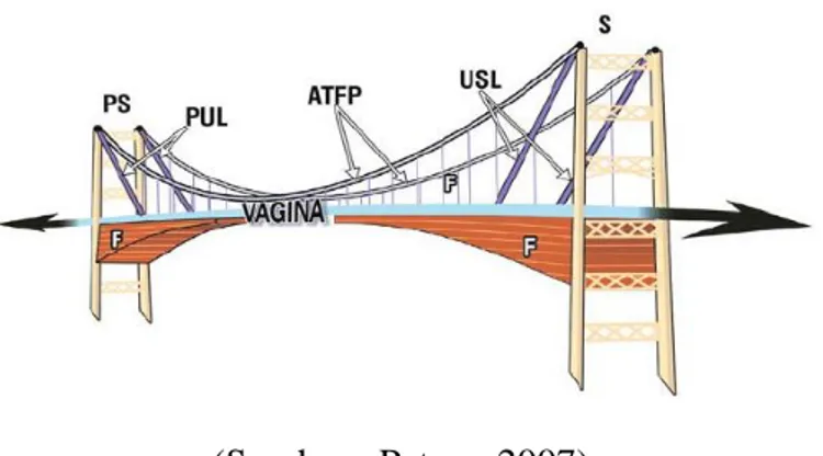 Gambar 2.6. Analogi hubungan vagina dengan otot yang menggantungnya 