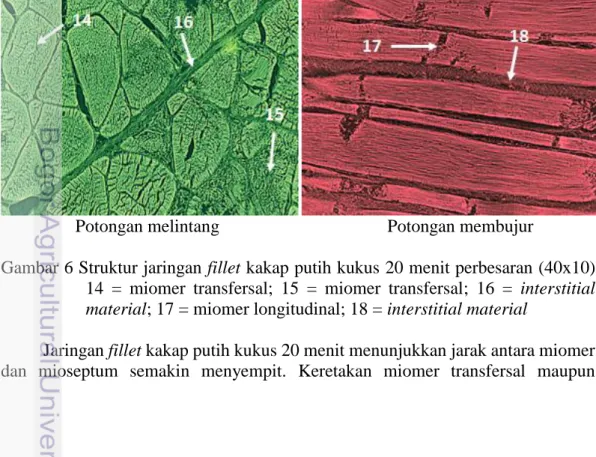 Gambar 6 Struktur jaringan fillet kakap putih kukus 20 menit perbesaran (40x10)   14  =  miomer  transfersal;  15  =  miomer  transfersal;  16  =  interstitial  material; 17 = miomer longitudinal; 18 = interstitial material 