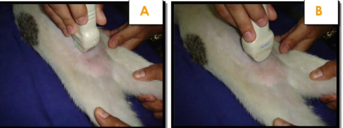 Gambar 10 Pengambilan gambar dengan arah dan posisi dorsal recumbency: (A). Dorsal recumbency dengan arah probe sagital dan (B)