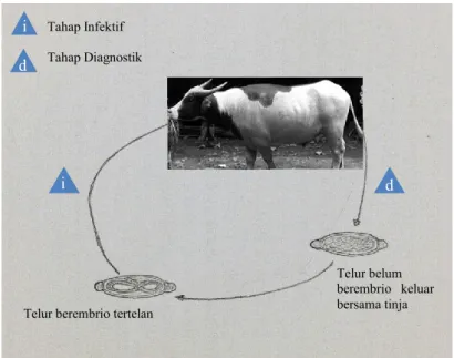 Gambar 2 Siklus hidup Trichuris spp. 