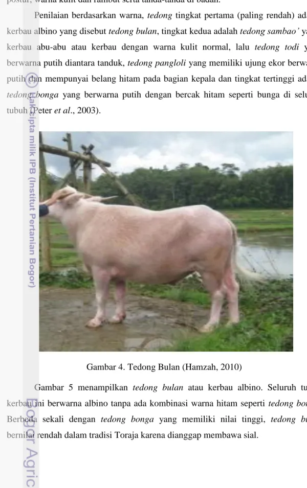 Gambar 4. Tedong Bulan (Hamzah, 2010) 