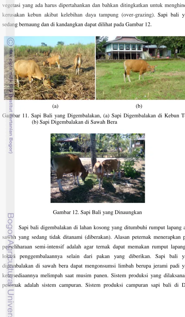 Gambar  11.  Sapi  Bali  yang  Digembalakan,  (a)  Sapi  Digembalakan  di  Kebun  Tebu  (b) Sapi Digembalakan di Sawah Bera 