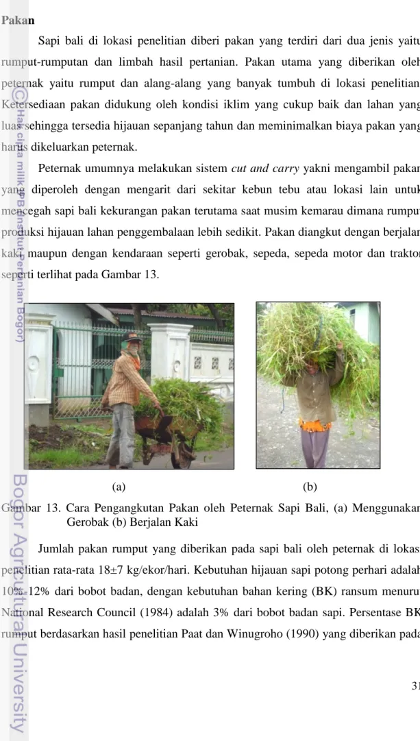 Gambar  13.  Cara  Pengangkutan  Pakan  oleh  Peternak  Sapi  Bali,  (a)  Menggunakan  Gerobak (b) Berjalan Kaki 