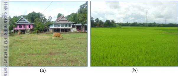 Gambar 5. Topografi Desa Pa’rappunganta, (a) Padang Penggembalaan (b) Sawah  Luas  lahan  di  Desa  Pa’rappunganta  sebesar  950  ha  yang  didominasi  perkebunan  seluas  492,42  ha