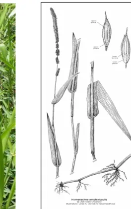 Gambar 5.  Rumput Kumpai (Hymenachne amplexicaulis (Rudge) Nees)  Kerbau juga mengkonsumsi rumput lokal lainnya tetapi dalam jumlah sedikit