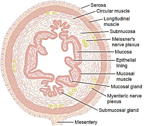 Gambar 2.1 Penampang melintang saluran gastrointestinal (Guyton dan Hall, 2006). 