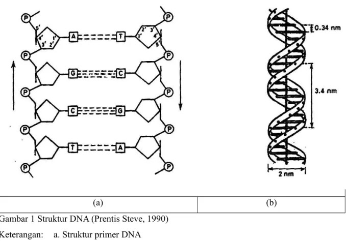 Gambar 1 Struktur DNA (Prentis Steve, 1990) Keterangan:  a. Struktur primer DNA