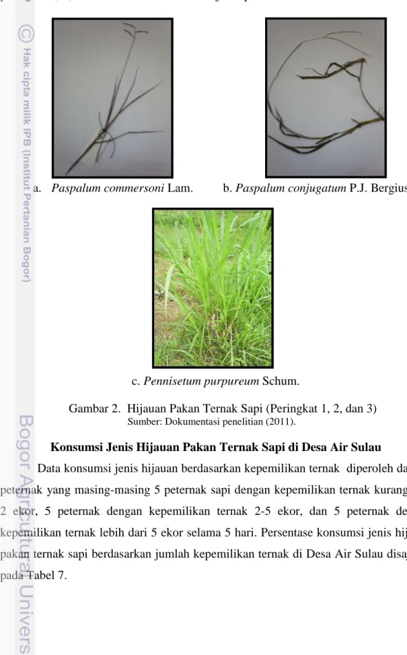 Gambar 2.  Hijauan Pakan Ternak Sapi (Peringkat 1, 2, dan 3)      Sumber: Dokumentasi penelitian (2011)