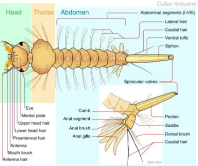 Gambar 5. Anatomi larva Culex sp.