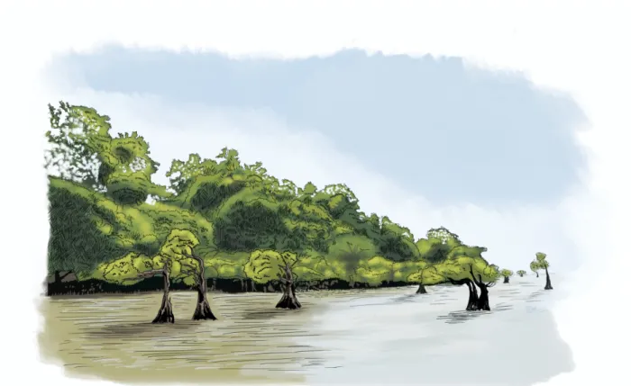 Gambar 4. Ilustrasi ekosistem mangrove.