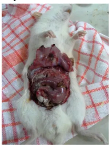 Gambar 2. Hasil penetesan kaustika pada mukosa usus tikus putih  urutan atas ke bawah: kiri 1,2,3 dan kanan 4,5,6