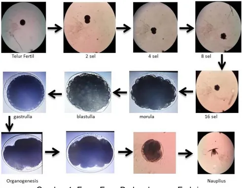Gambar 1. Fase–Fase Perkembangan Embrio  Perkembangan  embrio  pada 