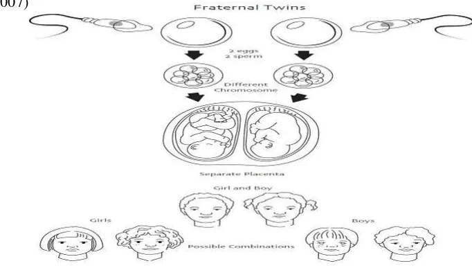 Gambar 2.2 Proses Embriologi Pada Kembar Dizigotik