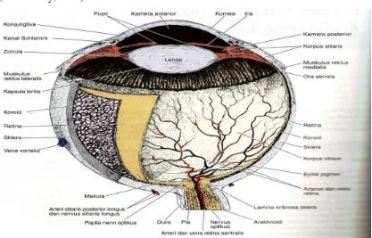 Gambar 2.1. Struktur interna dari mata manusia 