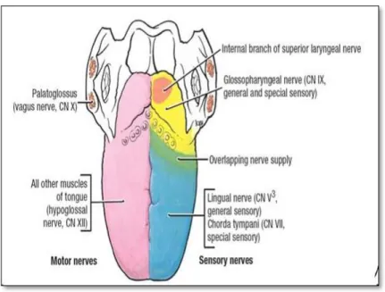 Gambar 3. Inervasi lidah. 13   
