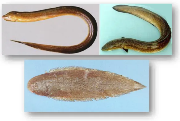 Gambar 3.    Sirip dorsal, sirip kaudal, dan sirip anal menyatu; dipunyai oleh ikan  belut (kiri  atas), ikan sidat (kanan atas), dan ikan sebelah (bawah)  (Froese &amp; Pauly 2019) 