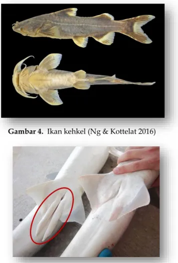 Gambar 4.  Ikan kehkel (Ng &amp; Kottelat 2016) 