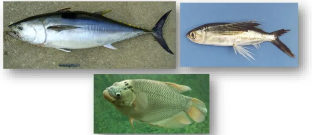Gambar 6.  Bentuk beberapa sirip pektoral ikan. Tuna sirip biru Atlantik (kiri),     ikan terbang (kanan), dan ikan gurami (bawah) (Froese &amp; Pauly 2019 ) 