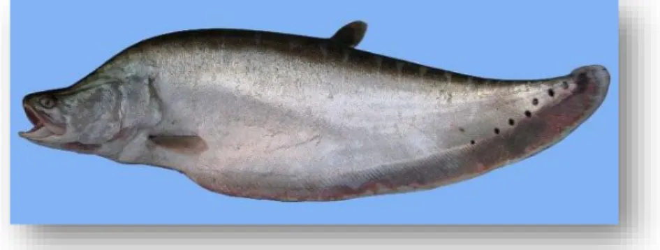 Gambar 10.  Ikan belida mempunyai sirip dorsal kecil. Sirip anal dan sirip kaudal menyatu                         (Froese &amp; Pauly 2019) 