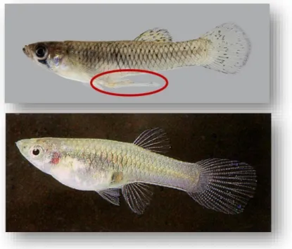 Gambar  14.  Ikan  seribu  jantan  (atas).  Terlihat  sirip  anal  yang  berfungsi  sebagai  penyalur  sperma  (Sumber:  WordPress.com)