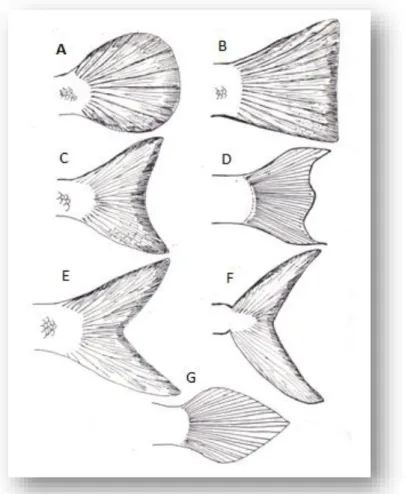 Gambar 15. Bentuk sirip kaudal ikan. A. bundar; B. berpinggiran tegak; C. berlekuk     tunggal; D