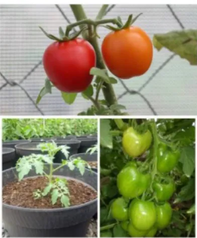Gambar 2.3Tanaman Tomat 