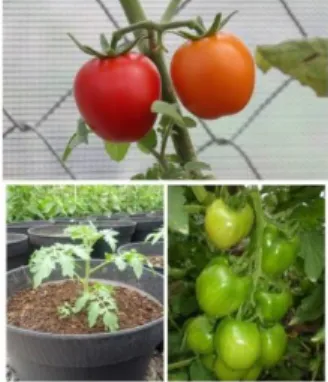 Gambar 2.10 Tanaman Tomat 