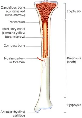 Gambar 1. Bagian dari tulang panjang matur  10