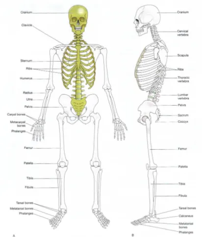 Gambar 2. Sistem rangka pada manusia A tampak anterior dan B tampak lateral 10 
