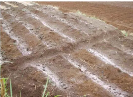 Gambar 8. Lahan yang telah di pupuk  